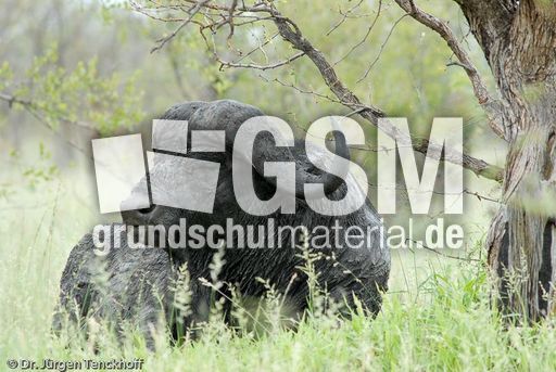 Afrikanischer Büffel (82 von 102).jpg